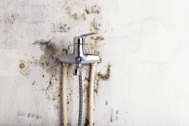 Best Commercial Mold Removal  in Woodinville, WA