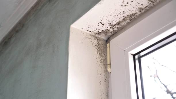 Mold Removal and Inspection in Woodinville, WA