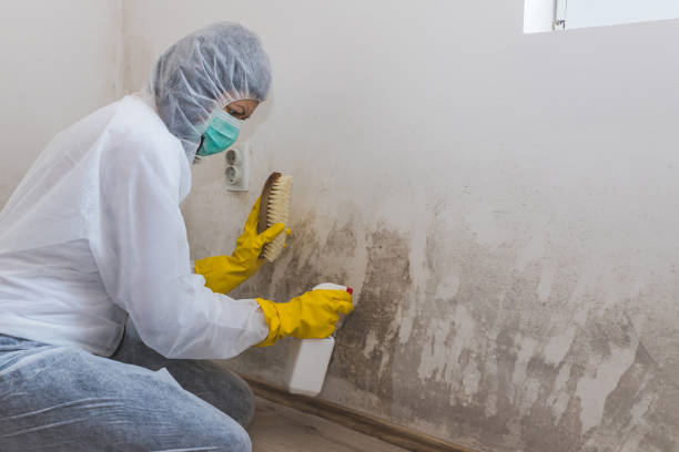 Best Mold Damage Repair  in Woodinville, WA