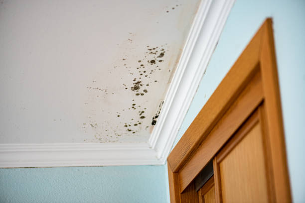 Best Affordable Mold Removal  in Woodinville, WA