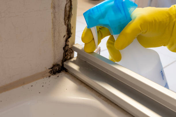 Best Home Mold Removal  in Woodinville, WA