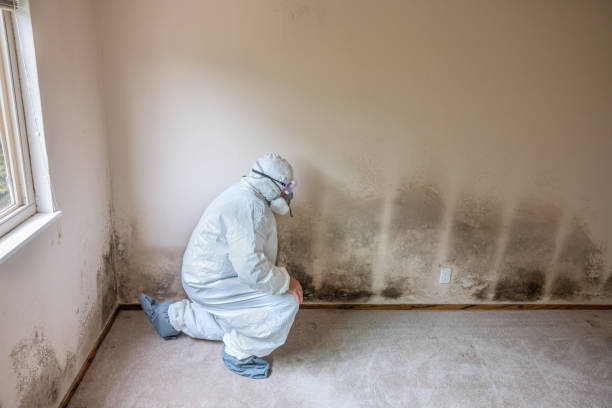 Best Crawl Space Mold Removal  in Woodinville, WA