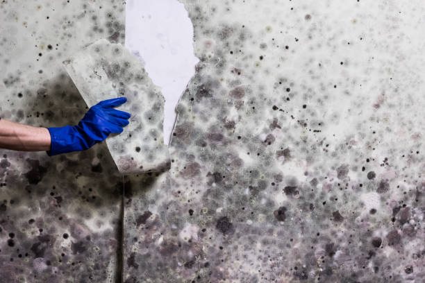Best Mold Testing  in Woodinville, WA