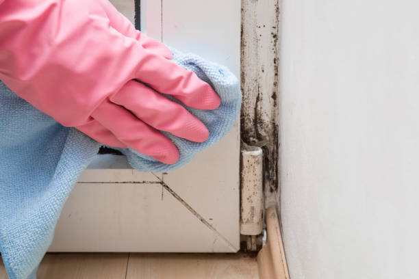 Best Certified Mold Removal  in Woodinville, WA